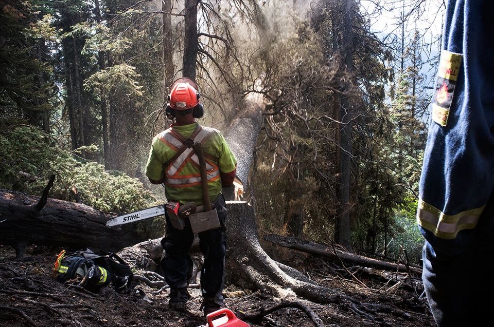Falling the danger trees to access the fire