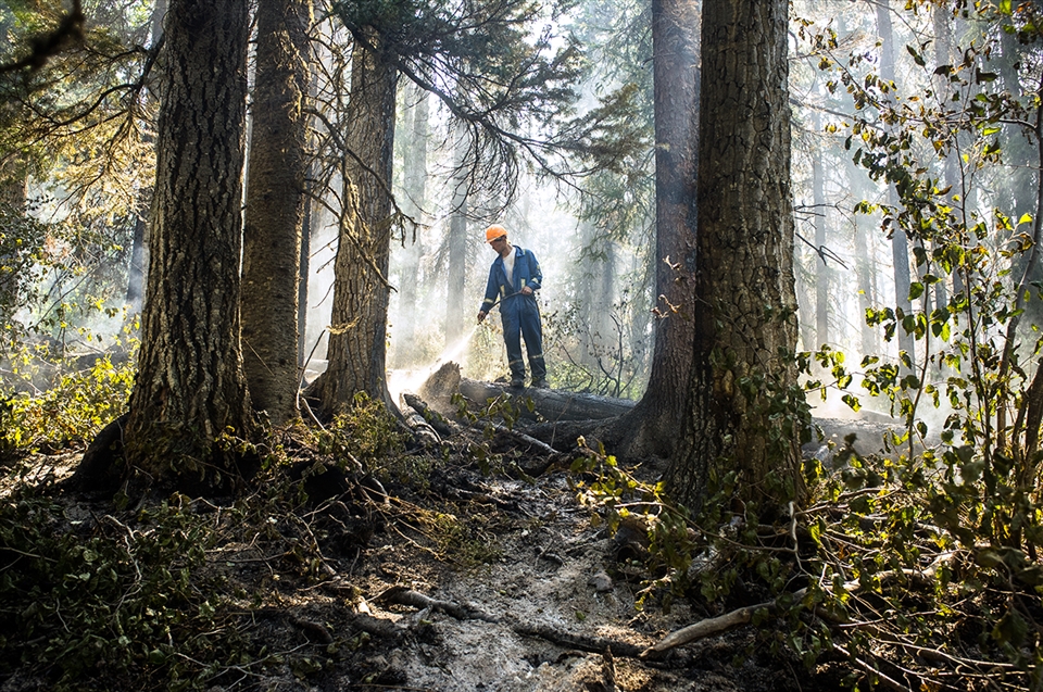 A sub contracted forest firefighter puts out the final flames of a once huge fire