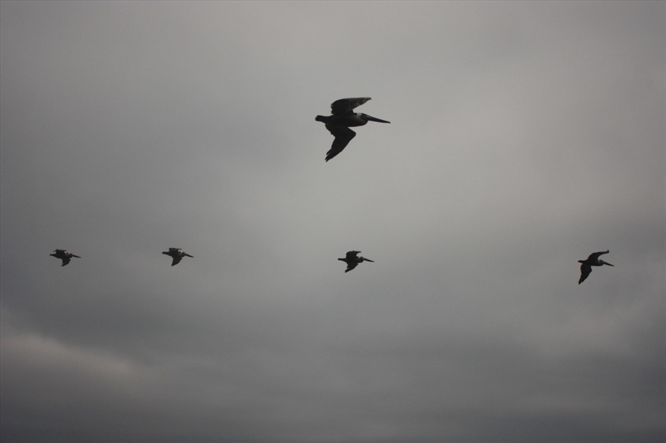 These birds flying away before we set off on our last day didn't stop to say bye