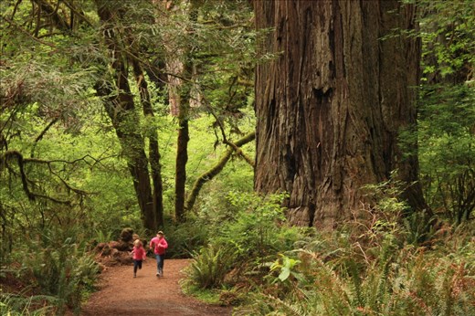 The two girls' family took us to the Redwoods- we often had American generosity.
