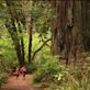 The two girls' family took us to the Redwoods- we often had American generosity.: by alexcib, Views[242]