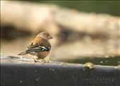 A resting male Chaffinch inquisitively looking off into the distance. Shot with a large aperture at 420mm to blow out the backdrop thus highlighting the subject more.: by alexeatough, Views[258]