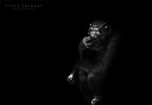 A miserable captive Chimpanzee longing for a better life. Shot as part of my 'Human Impact on Nature' project a couple of years back.