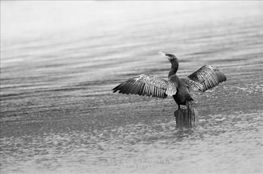 A Cormorant drying his wings post-swim at the local reservoir. Shot with a large aperture and low ISO at 500mm.