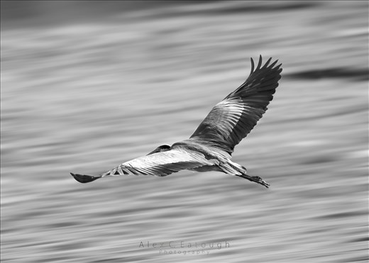 A Heron in flight prior to being chased away from his dinner by a persistent flock of seagulls. Shot with a lower shutter speed with a small aperture and low ISO at 600mm.