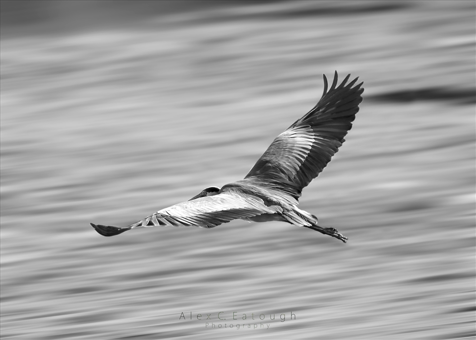 A Heron in flight prior to being chased away from his dinner by a persistent flock of seagulls. Shot with a lower shutter speed with a small aperture and low ISO at 600mm.