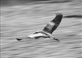 A Heron in flight prior to being chased away from his dinner by a persistent flock of seagulls. Shot with a lower shutter speed with a small aperture and low ISO at 600mm.: by alexeatough, Views[298]