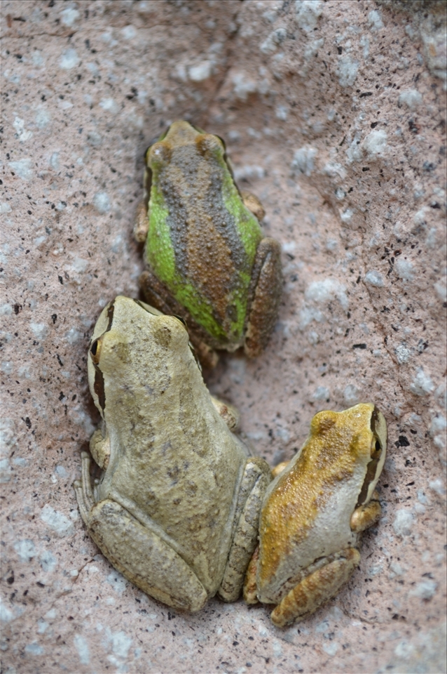 Is it Christmas yet? We found these 3 frogs as we looked for the rupestrian art.