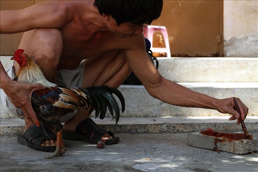 Cock fights are still part of entertainment for Vietnamese people. What seems interesting is how they patiently paint vivid colors on them to put more drama and emotion into the show. 