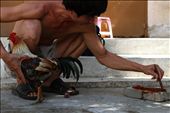 Cock fights are still part of entertainment for Vietnamese people. What seems interesting is how they patiently paint vivid colors on them to put more drama and emotion into the show. : by alfredoparedes, Views[923]
