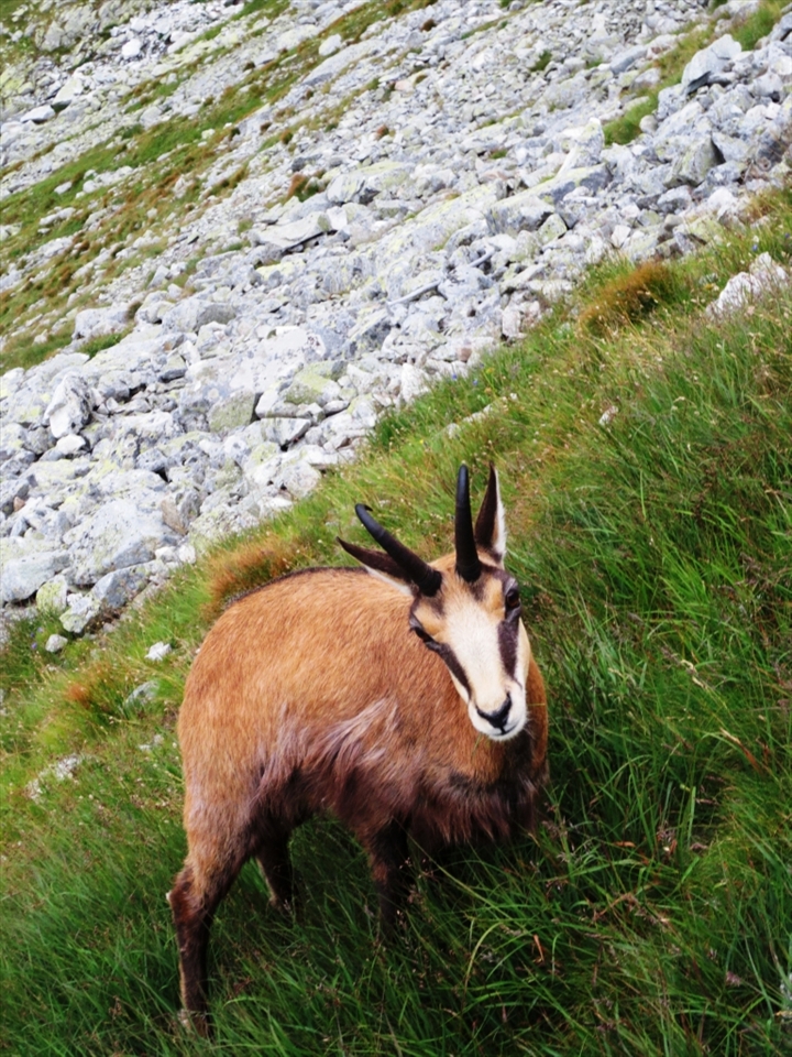 Afternoon with the symbol of the Tatras National Park: The Tatra chamois in a rewarding moment without any visible movement.