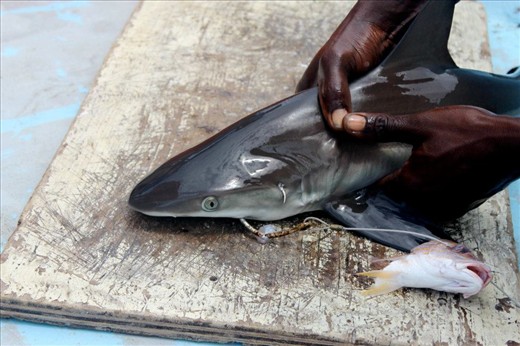 Baby Carribean Reef Shark