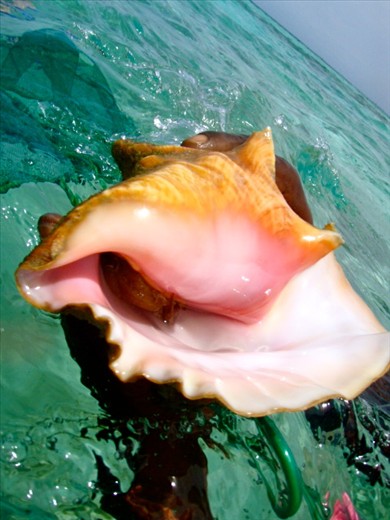 Big ass Conch shell
