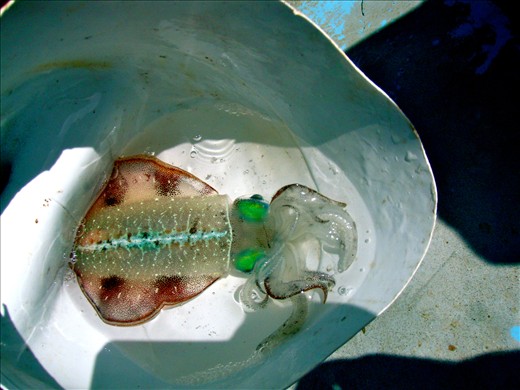 Jumped onto the boat, think he was a little confused