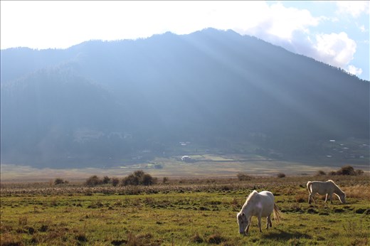 Be kind to all creatures