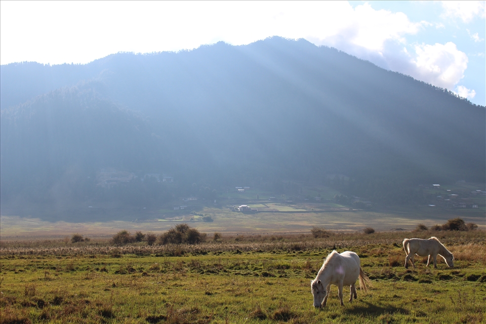 Be kind to all creatures