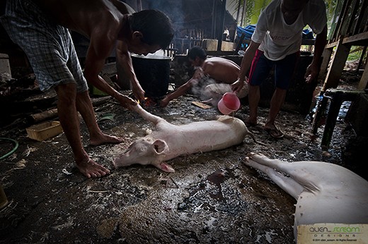 Preparation of the pig to be roasted for the fiesta