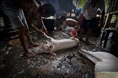 Preparation of the pig to be roasted for the fiesta: by alienscream, Views[586]