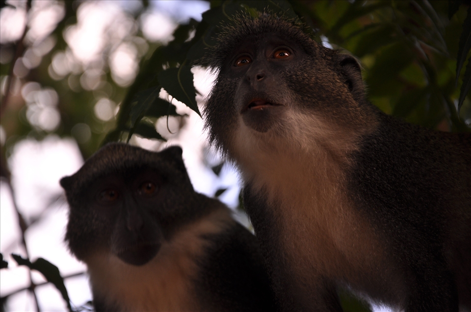 Kenya is looking far and let look at oneself