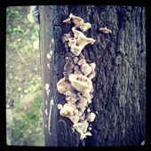 Rinco (AT): by alife, Views[248]