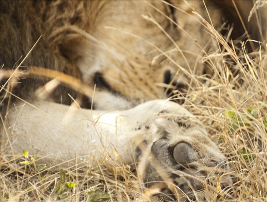 The sleepy king - Ngorongoro, Tanzania