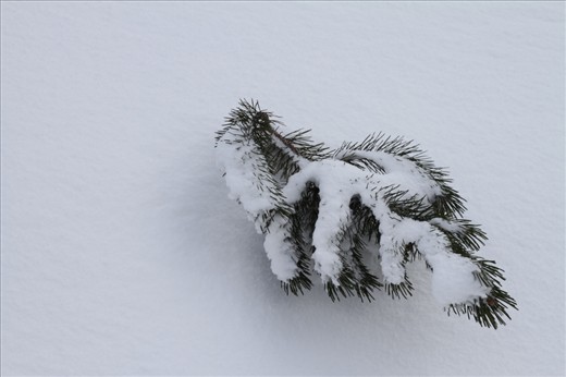 Young Pine tree protruding from the snow. Karkonosze National Park.