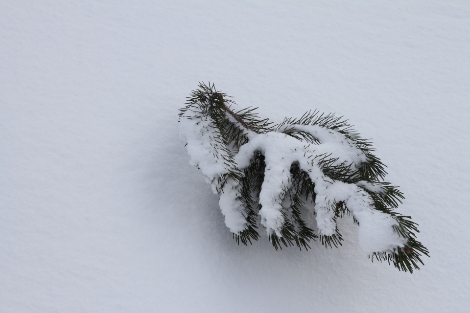 Young Pine tree protruding from the snow. Karkonosze National Park.