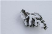 Young Pine tree protruding from the snow. Karkonosze National Park.: by alis, Views[383]