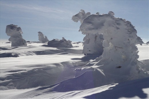 The emerging alpine canopy withstanding the winter. Karkonosze National Park.