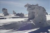 The emerging alpine canopy withstanding the winter. Karkonosze National Park.: by alis, Views[436]
