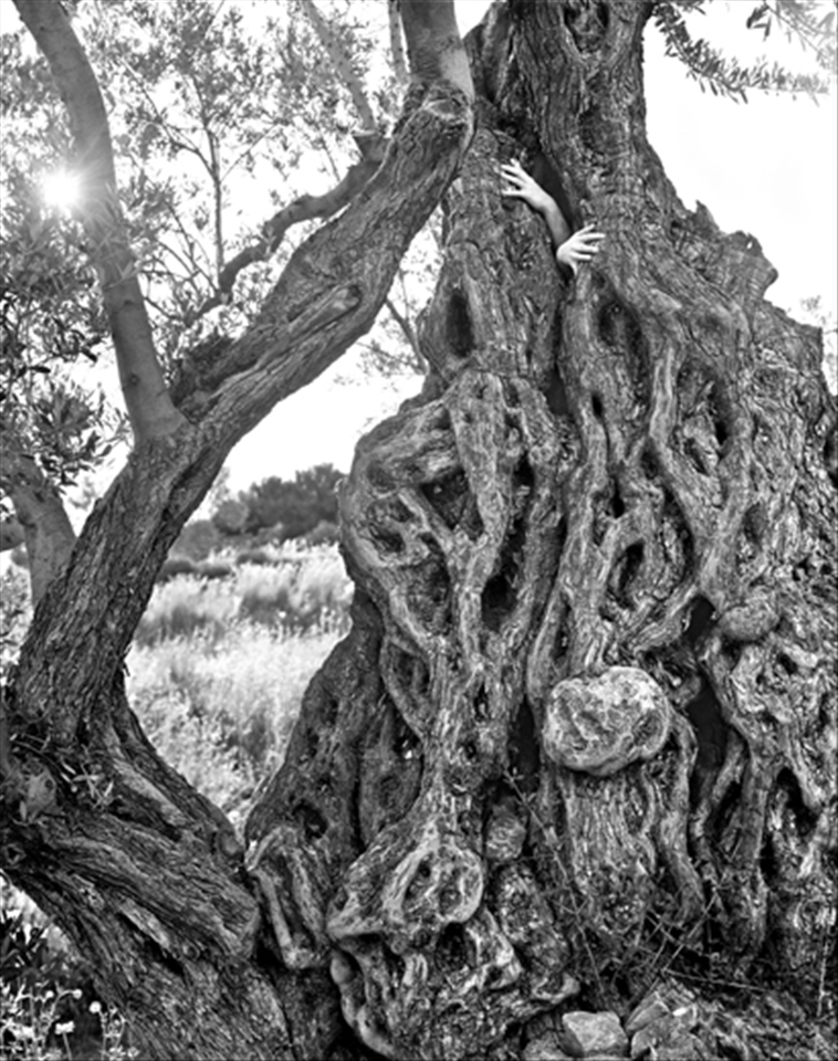 (NOTE: All of these photos were shot using 4 x 5 Ilford FP4+ film on a Wista Camera. )

Welcome to Greece. Most associate Greece with idyllic blue and white villas sprawled over slopes that look over the Aegean Sea or else exotic sunsets and beach parties. In this set of 3 simple images I hope to introduce to you the Greece that many ignore. The soul of Greece lies in its landscape and natural wonders. Every part of the Greek landscape is intricately woven into the fabric of its mythic culture. This is one among a set of five 1000 year old olive trees found on the small island of Paros. As you drive from the town of paroikia to another little town on the island, Lefkes, you are enveloped by a row of olive trees so majestic that one wonders if this were not where homer was once inspired. The olive tree has long been an integral part of Greek landscape and hence Greek myth. From Homer’s Odyssey to the Iliad, from ancient Greek myth to present day Greek orthodox rituals, the olive has stood as a symbol of rebirth, purification and abundance. Even today, one of Greece’s most characteristic elements is the olive tree. It stands as a firm link between the past and the present – the mythic and the real. 
