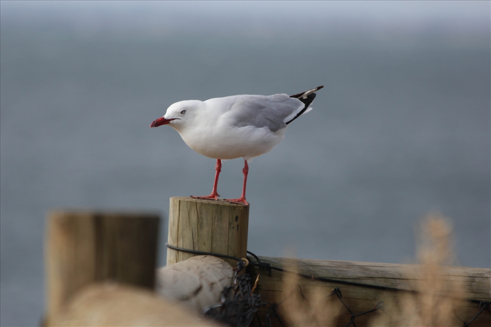 It wouldn't be beach side living without the seagulls