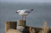 It wouldn't be beach side living without the seagulls: by alishah, Views[289]