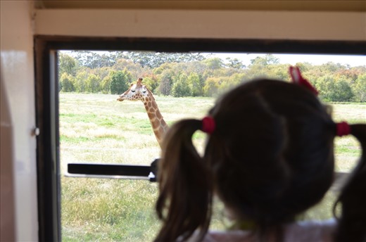 A trip to Werribee open range zoo