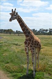 Coming over for a look: by alishamay, Views[243]