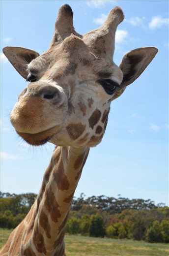 Our close encounter with a Giraffe