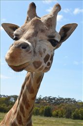 Our close encounter with a Giraffe: by alishamay, Views[247]
