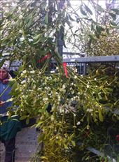 by alisonkarlene, Views[142]