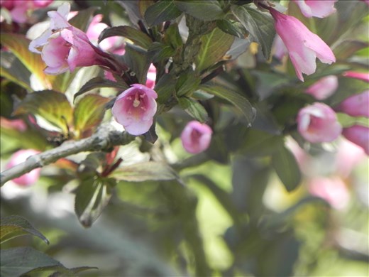 Again, tiny flower, but incredible color.