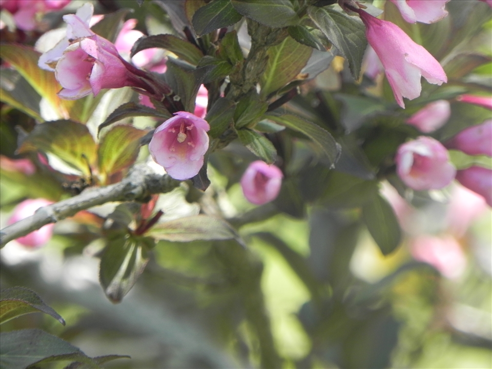 Again, tiny flower, but incredible color.