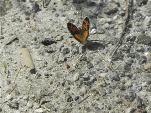Beautifully vivid butterfly on a grey rock.
