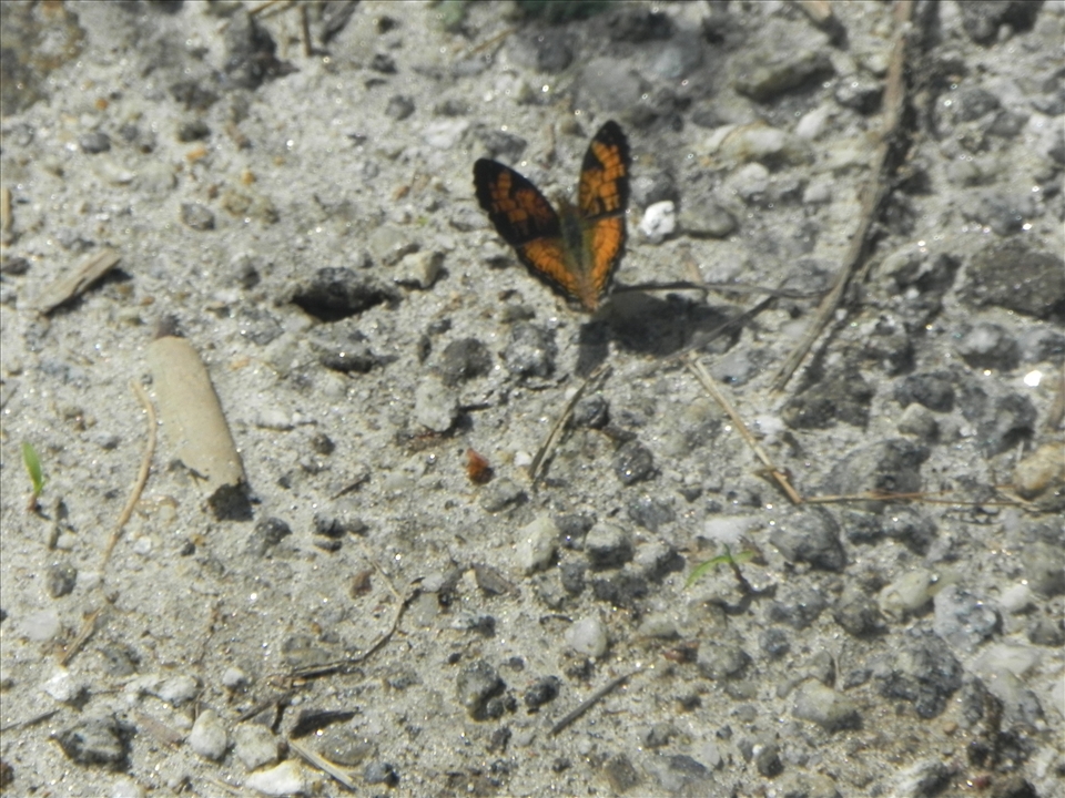 Beautifully vivid butterfly on a grey rock.