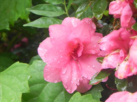 This was also taken right after that same rain storm.