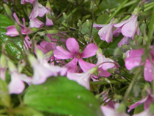 Tiny flower! Incredible color!