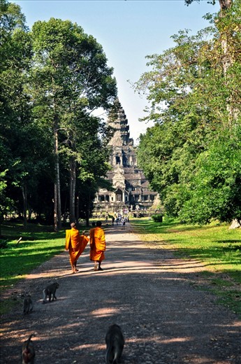 Buddhist monks and monkeys freely roaming around the Angkor Wat temple.