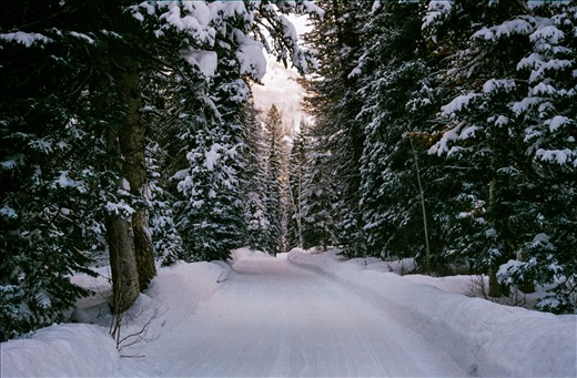 The old road leading to the (65 year old) Bowers Family Cabin.