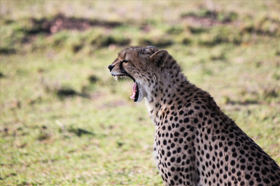 Our trip to Africa stemmed from my mum wanting to revisit where she was born 58 years ago. This picture was taken in the Ol Kinyei Conservancy near the Porini Mara Camp; both places my grandparents would have visited in 1953. We found this female Cheetah 'Nabiki' dozing under a tree. Nabiki means 'long life' in Swahili, which was ironic as she was also known to be a 'bad mother' - having 2 sets of cubs both of which sadly died. She was our first Cheetah sighting of the trip and we hung around long enough to catch a yawn - giving me this shot.