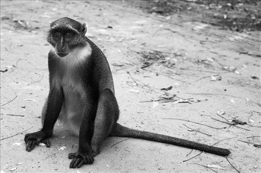 This is 'Katrina', a female Sykes Monkey at the Gede Ruins in Malindi, Kenya. Malindi is a coastal town and used to be my Grandpa's favourite spot when he lived there in 1953-1958. 
This shot was taken while Katrina was patiently waiting for a banana from our tour guide and a few seconds before she leapt onto my back at his prompt. 
