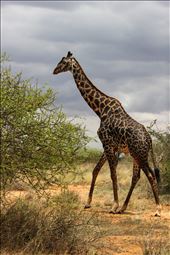 One of the strangest things about visiting Africa from an Australian point of view is the massive similarities between the two countries. The climate and landscapes are very familiar and it was hard to believe we had flown halfway round the world...until you see a Giraffe. This was one of the first Giraffes we saw on the trip, and seeing a creature this tall, and this unique was absolutely breathtaking.
A characteristic of a Maasai Giraffe (as opposed to Reticulated) is their darker colouring, however this particular Giraffe was stunning; almost black in colour. : by alliesharpe, Views[610]
