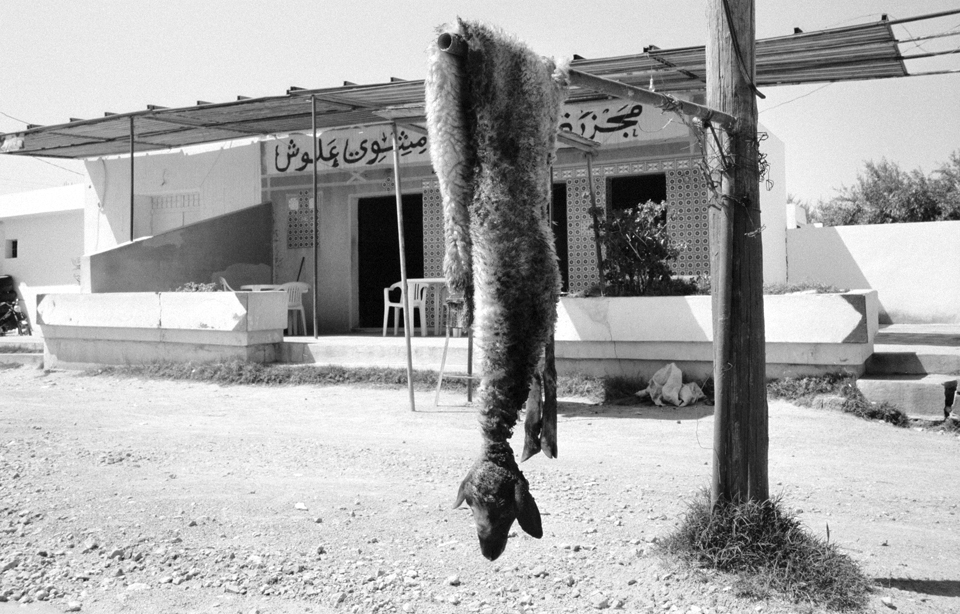 no human being around, just a sheep